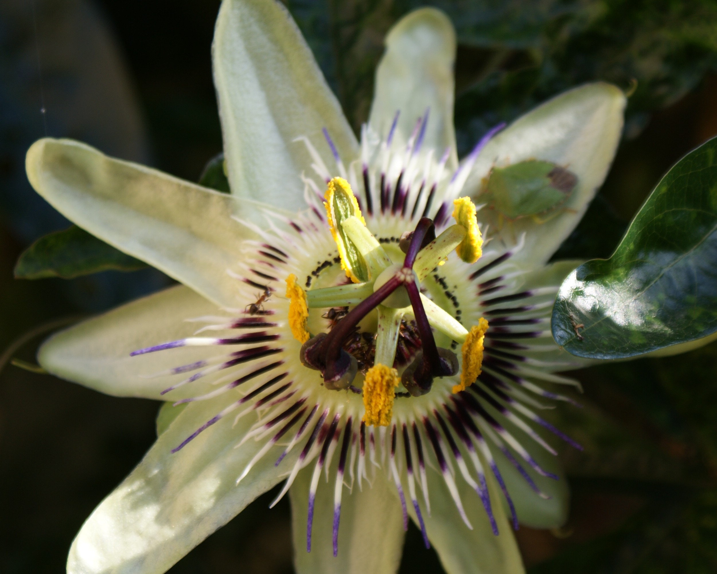 Fonds d'cran Nature Fleurs fleur