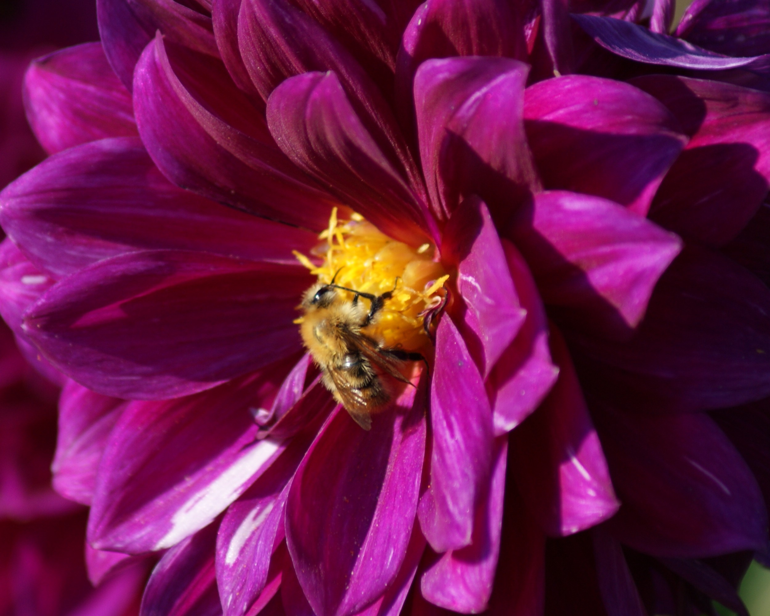 Fonds d'cran Nature Fleurs 