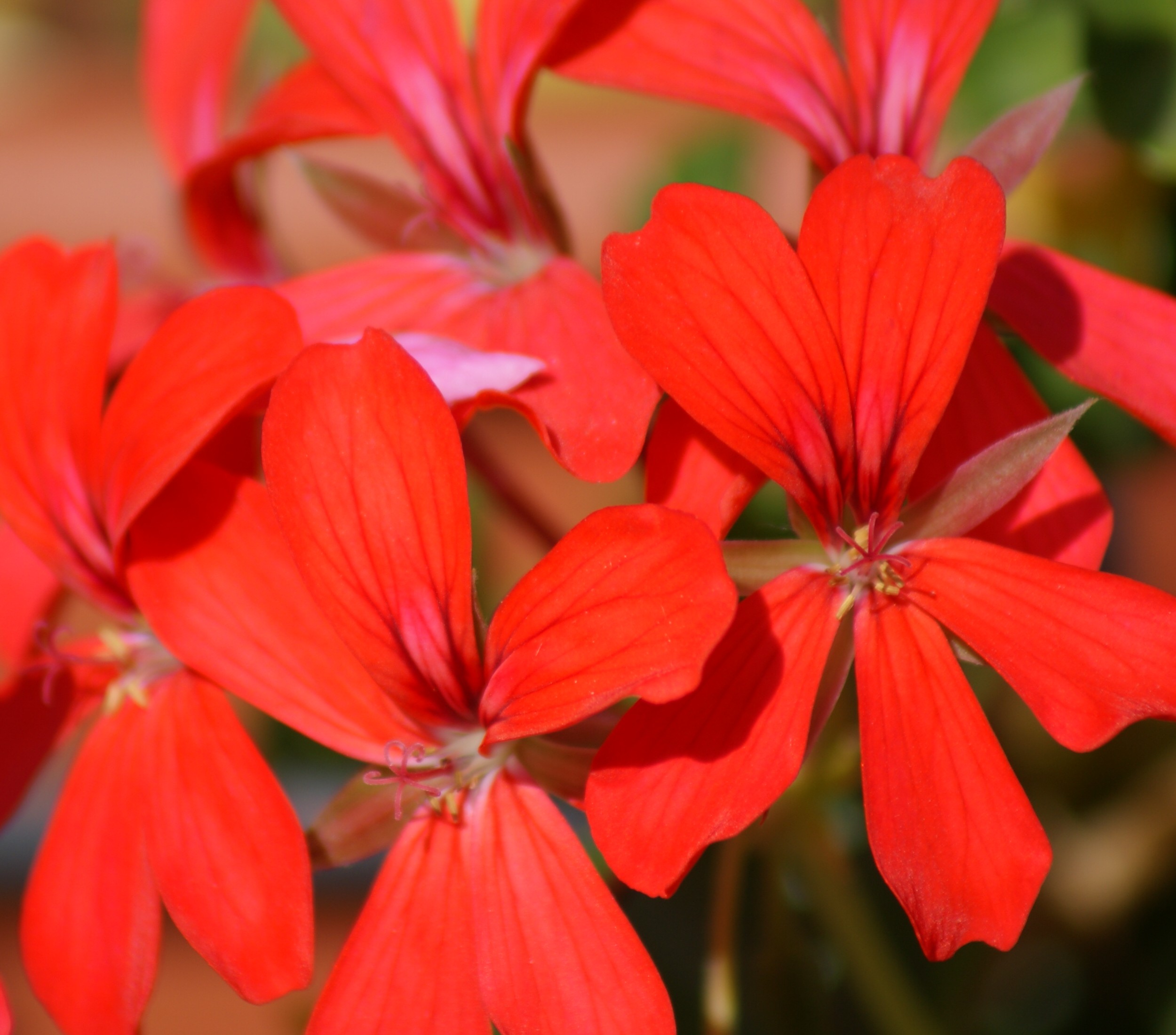 Fonds d'cran Nature Fleurs 