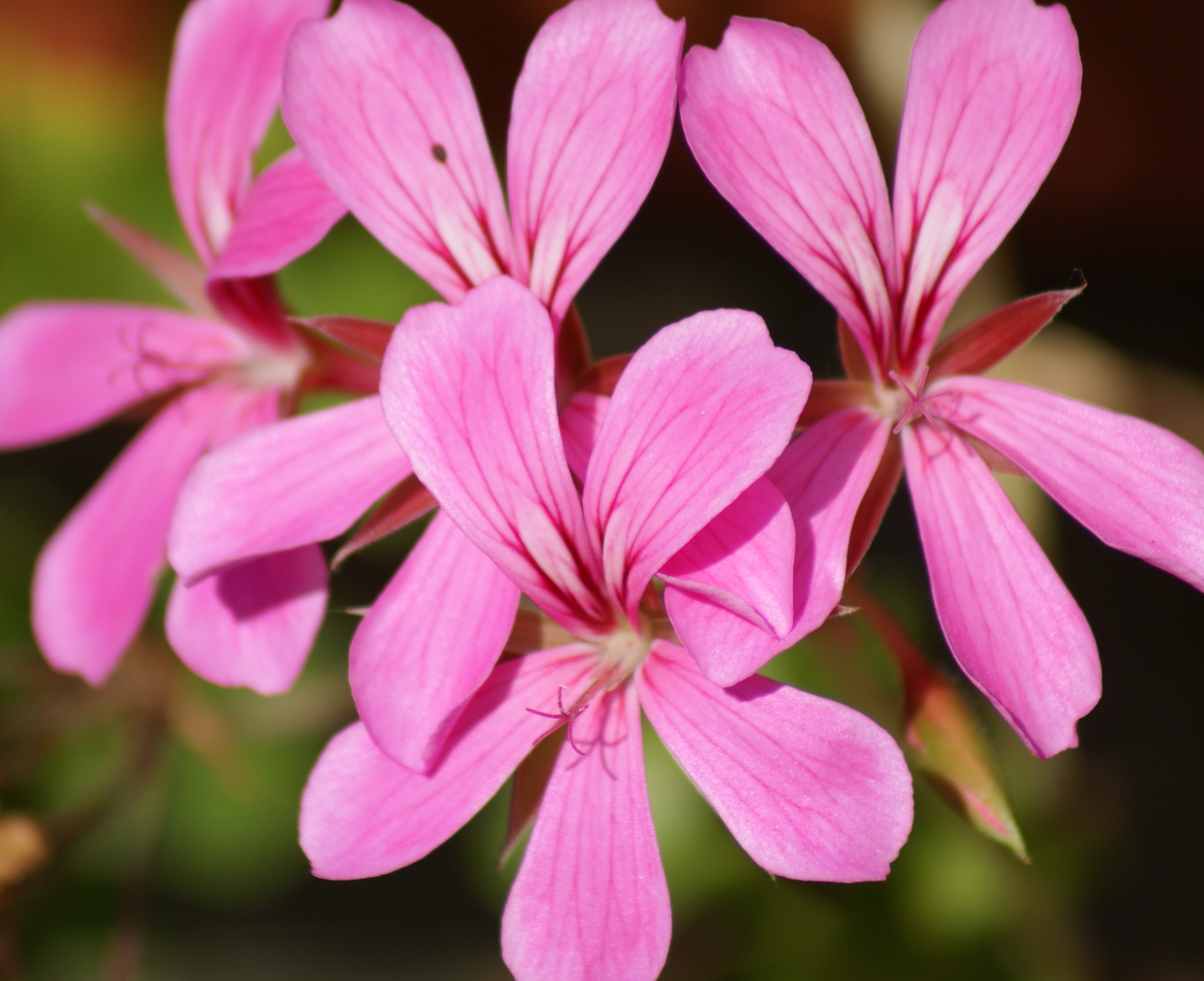 Fonds d'cran Nature Fleurs 