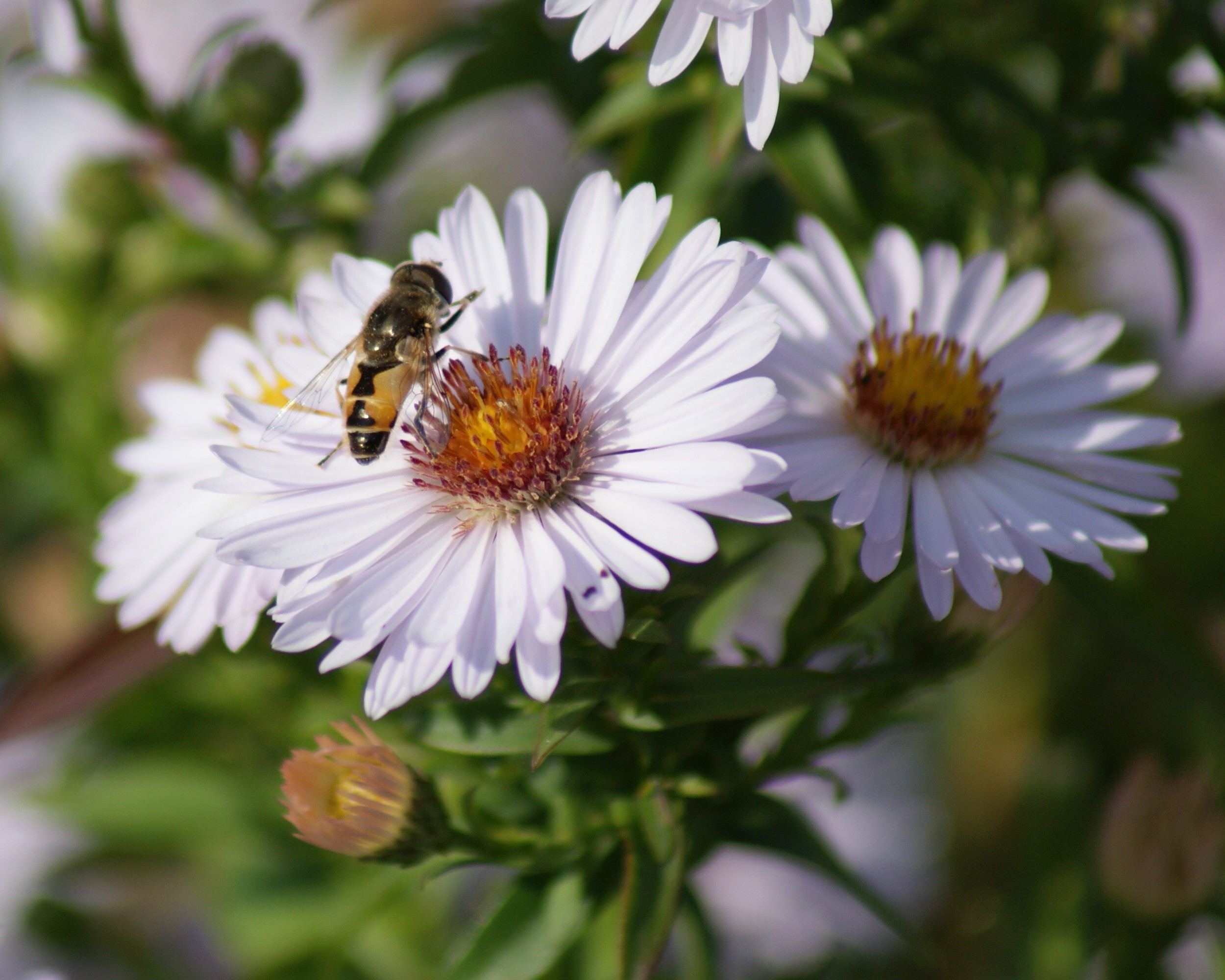 Fonds d'cran Nature Fleurs 