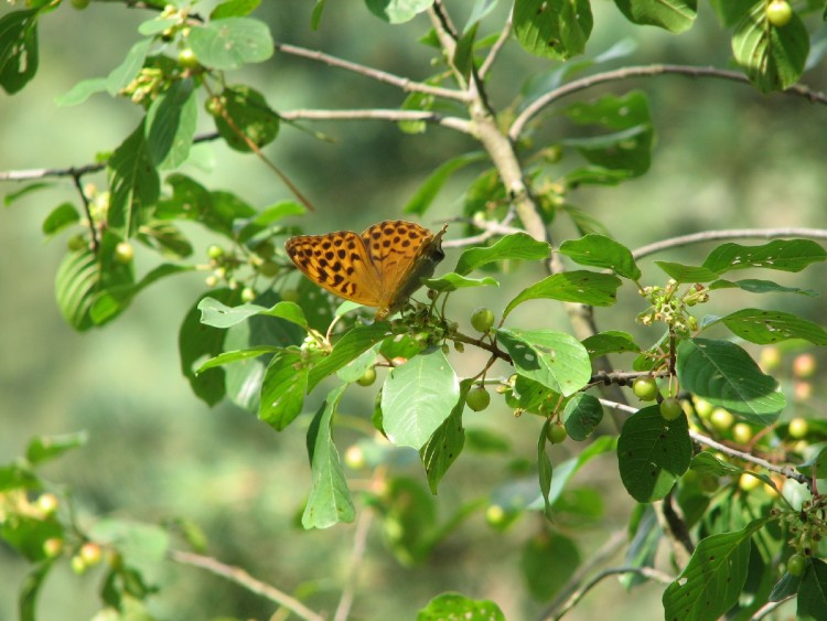 Fonds d'cran Animaux Insectes - Papillons Green ButterFly