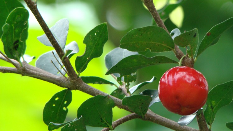 Wallpapers Nature Fruits Cerise Pays Guadeloupe