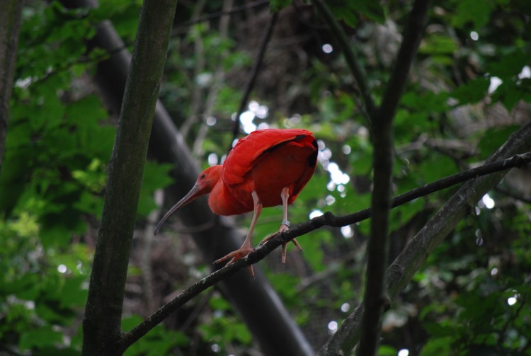 Wallpapers Animals Birds - Misc Flamand rose de Paradisio