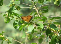 Fonds d'cran Animaux Green ButterFly