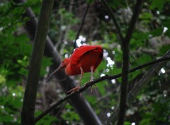 Wallpapers Animals Flamand rose de Paradisio