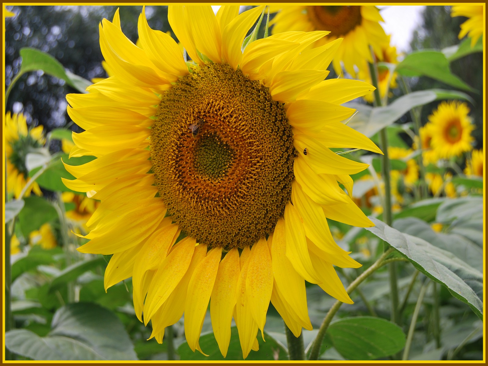 Fonds d'cran Nature Fleurs Tournesol