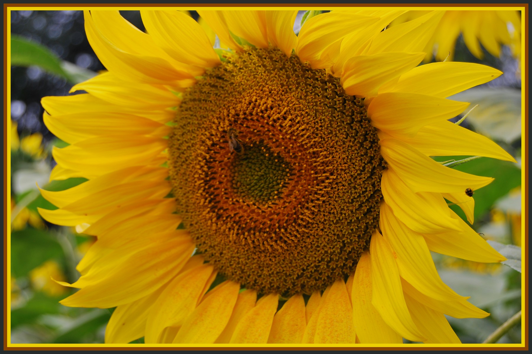 Fonds d'cran Nature Fleurs Le Tournesol