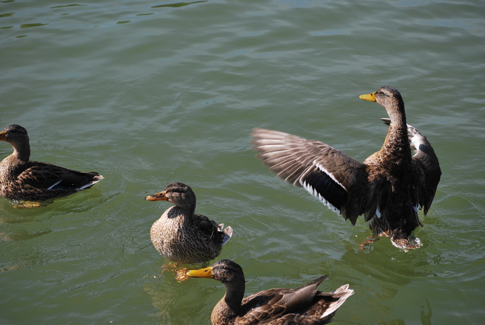 Fonds d'cran Animaux Oiseaux - Canards Canards