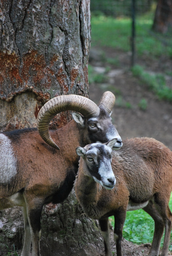 Wallpapers Animals Ibex 