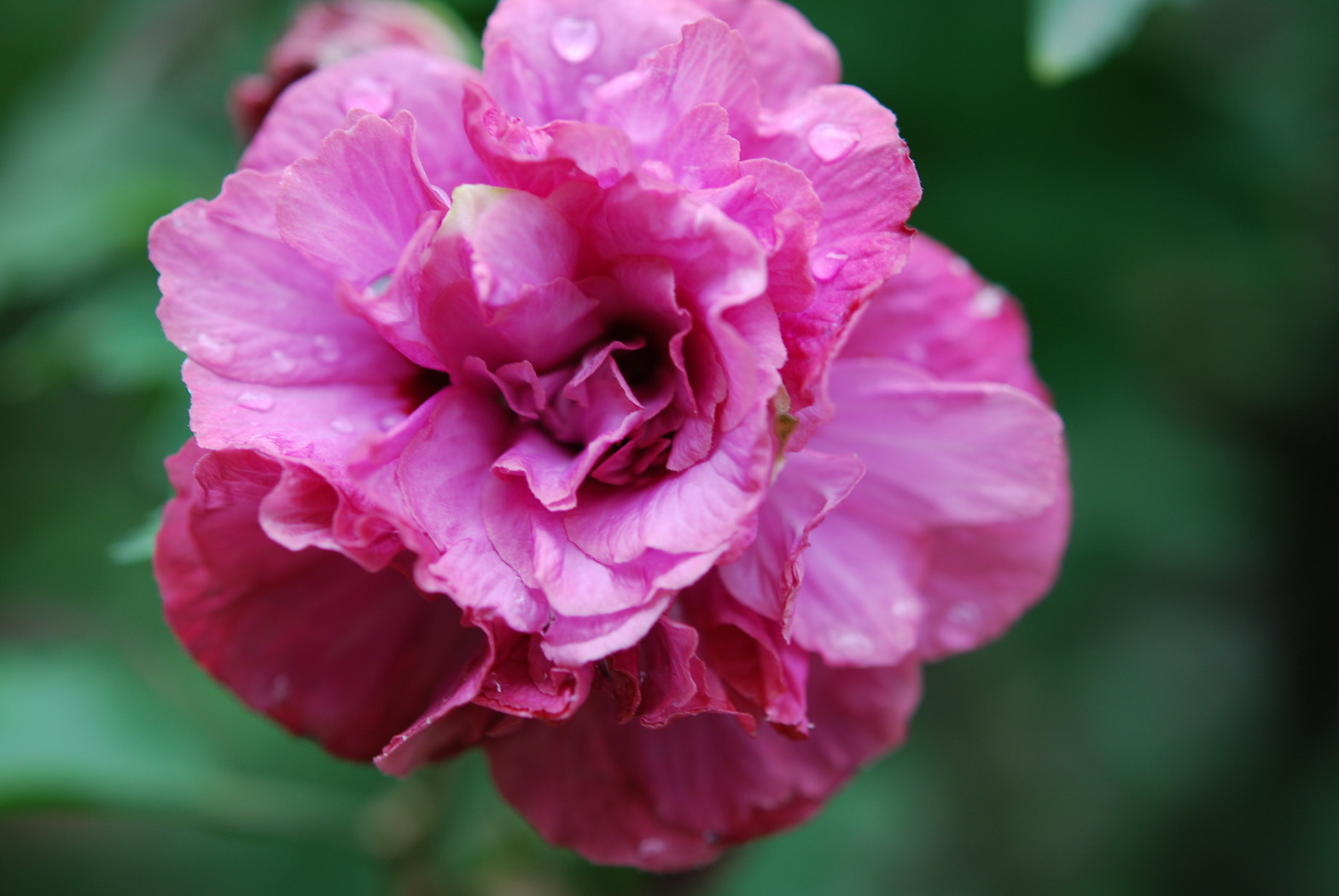 Wallpapers Nature Flowers Fleur avec des gouttes de pluies