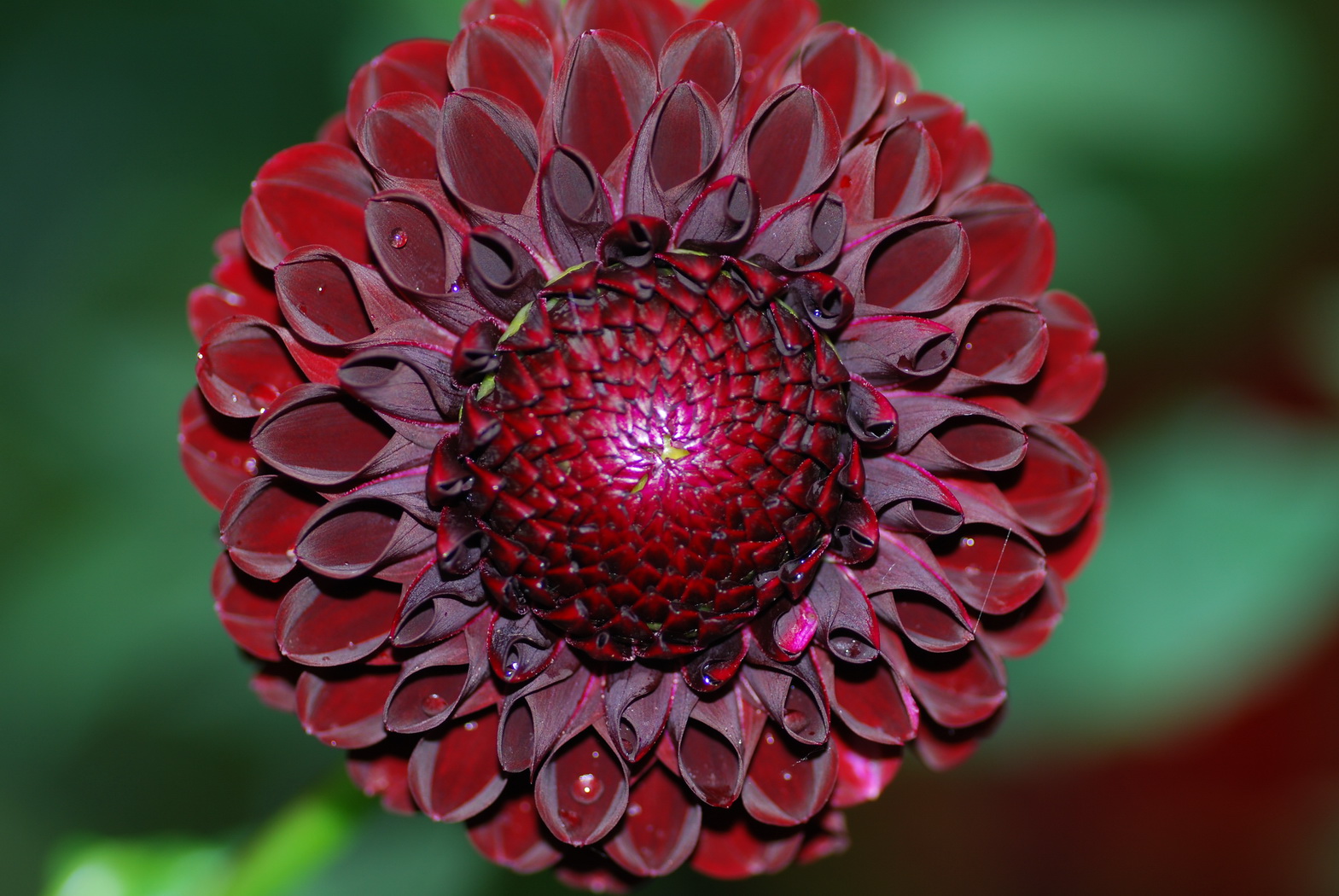 Fonds d'cran Nature Fleurs Fleur rouge avec des gouttes de pluie