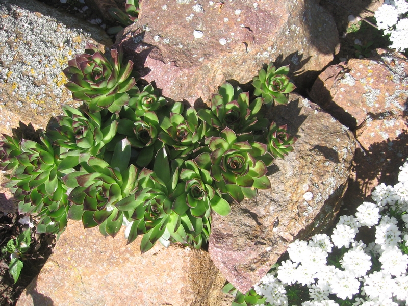 Fonds d'cran Nature Plantes - Arbustes plante de rocaille