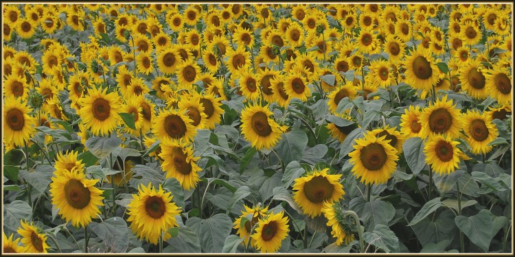 Fonds d'cran Nature Fleurs Tournesols