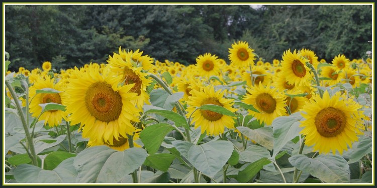 Fonds d'cran Nature Fleurs Tournesols