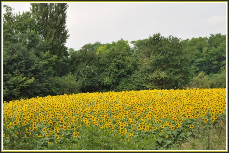 Fonds d'cran Nature Fleurs Champ de tournesols