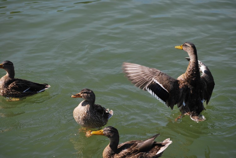 Fonds d'cran Animaux Oiseaux - Canards Canards