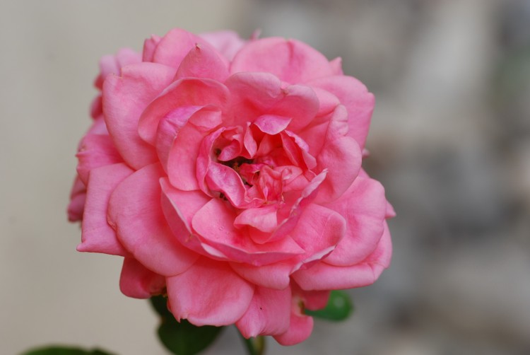 Fonds d'cran Nature Fleurs Petite rose