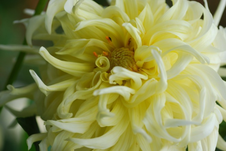 Fonds d'cran Nature Fleurs Fleur jaune