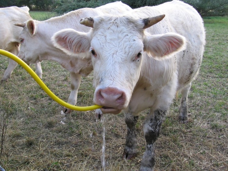 Fonds d'cran Animaux Vaches - Taureaux - Boeufs Wallpaper N214054