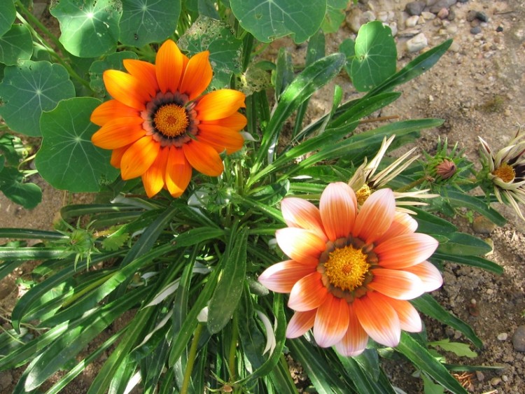 Fonds d'cran Nature Fleurs Gazanias