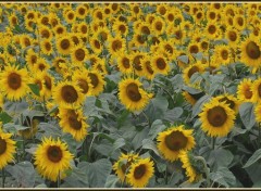 Fonds d'cran Nature Tournesols