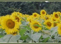 Fonds d'cran Nature Tournesols