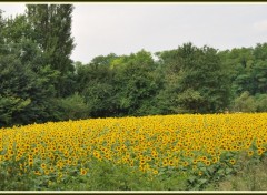 Fonds d'cran Nature Champ de tournesols