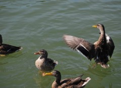 Fonds d'cran Animaux Canards