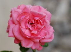 Wallpapers Nature Petite rose