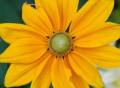Fonds d'cran Nature Petite fleur en forme de soleil