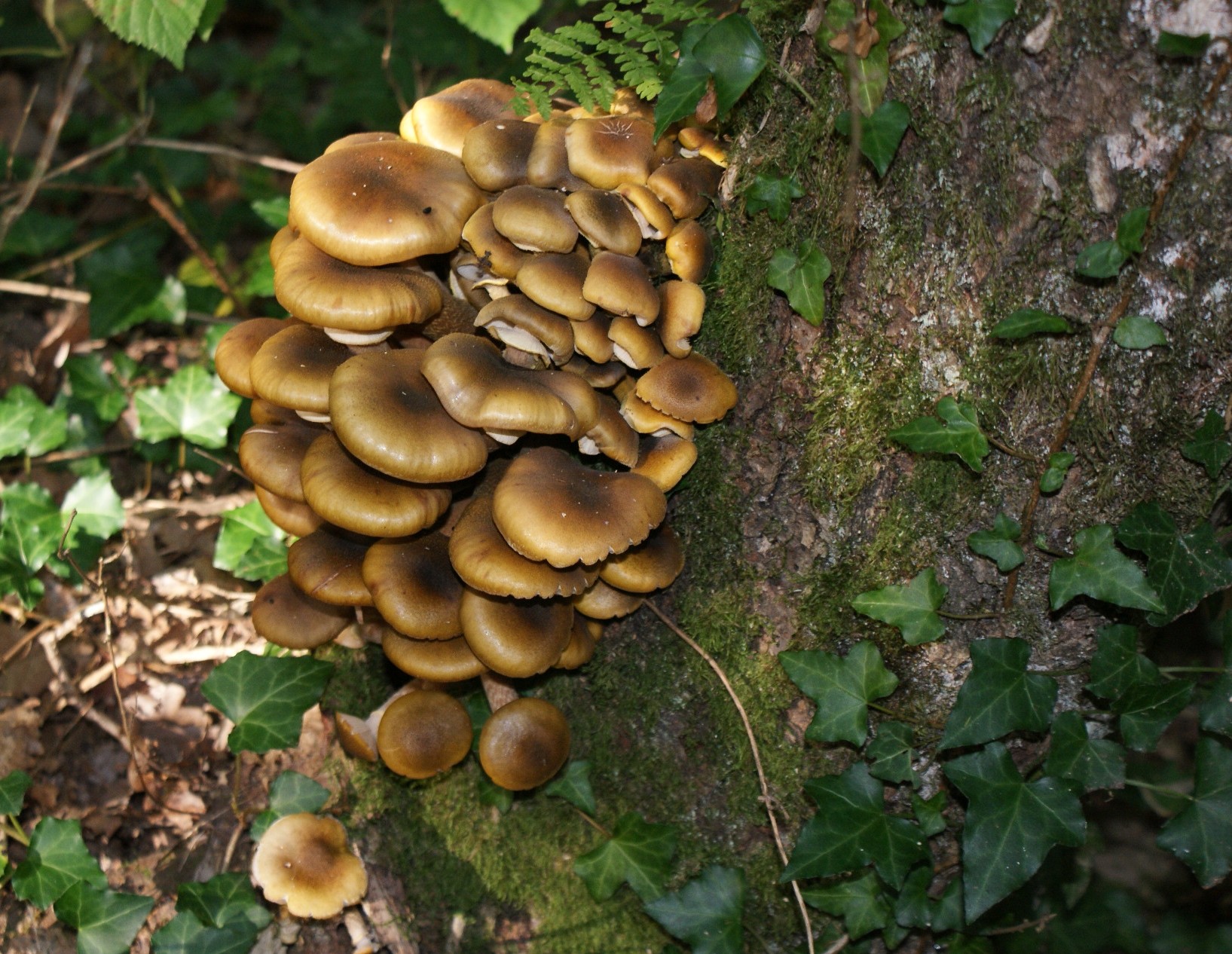 Fonds d'cran Nature Champignons 