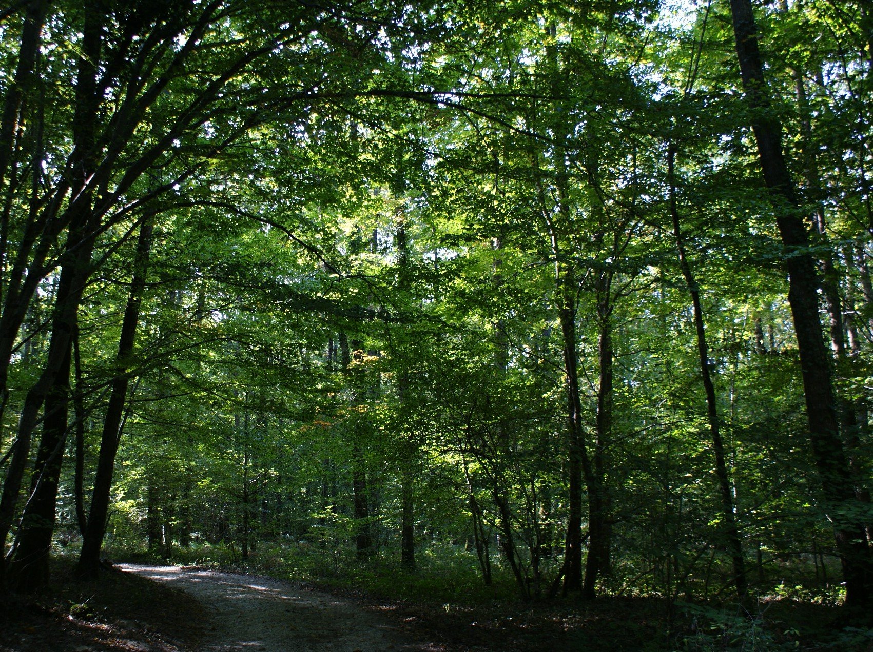 Fonds d'cran Nature Arbres - Forts 