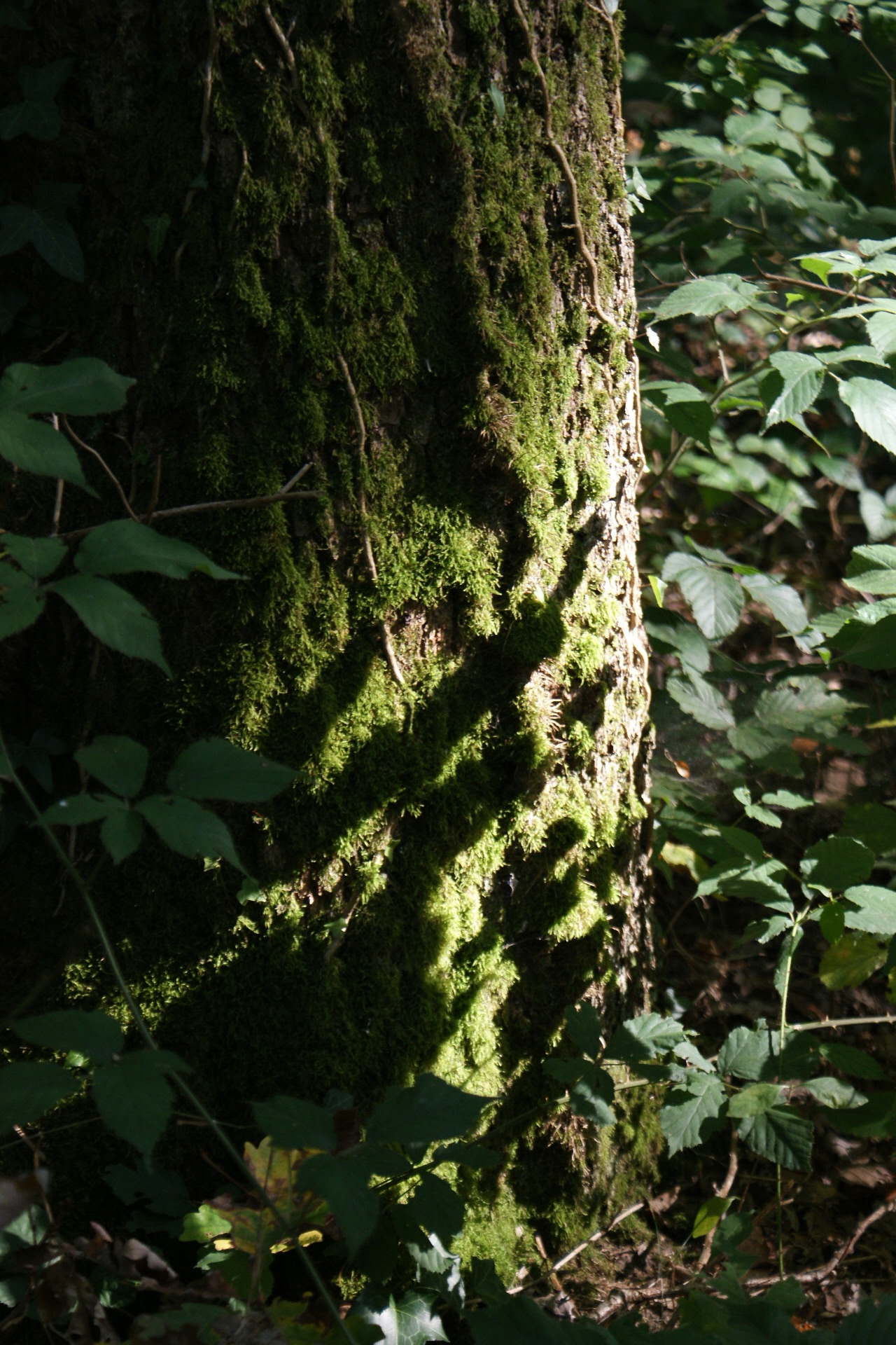 Fonds d'cran Nature Arbres - Forts 