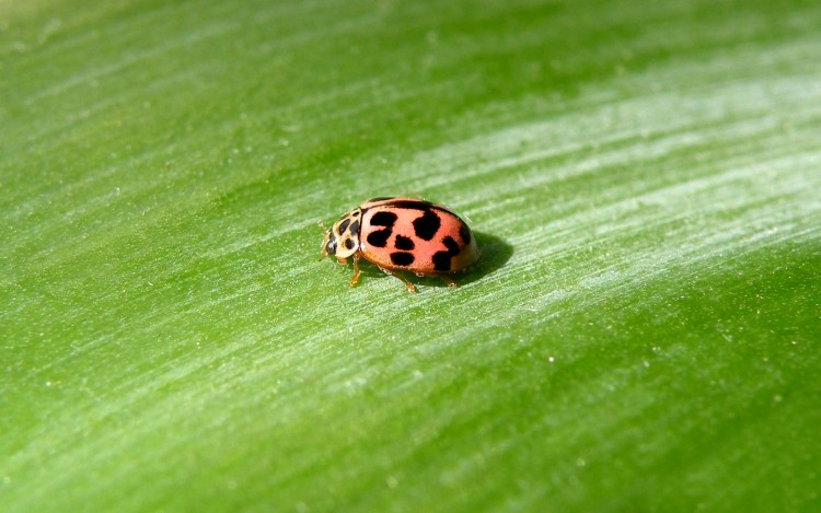 Wallpapers Animals Insects - Ladybugs Coccinelle  16 points (Tytthaspis sedecimpunctata)