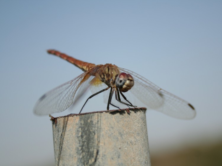 Wallpapers Animals Insects - Dragonflies Libellules