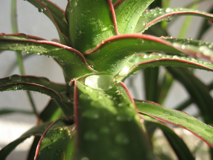 Fonds d'cran Nature Plantes - Arbustes goute d'eau sur une plante