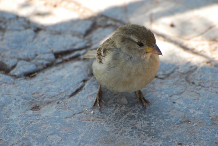 Wallpapers Animals Birds - Sparrows Petit moineau en gros plan