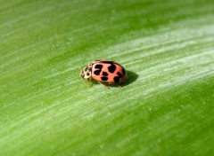 Fonds d'cran Animaux Coccinelle  16 points (Tytthaspis sedecimpunctata)