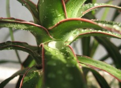 Fonds d'cran Nature goute d'eau sur une plante