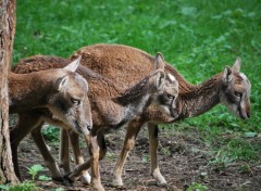 Fonds d'cran Animaux Image sans titre N214526