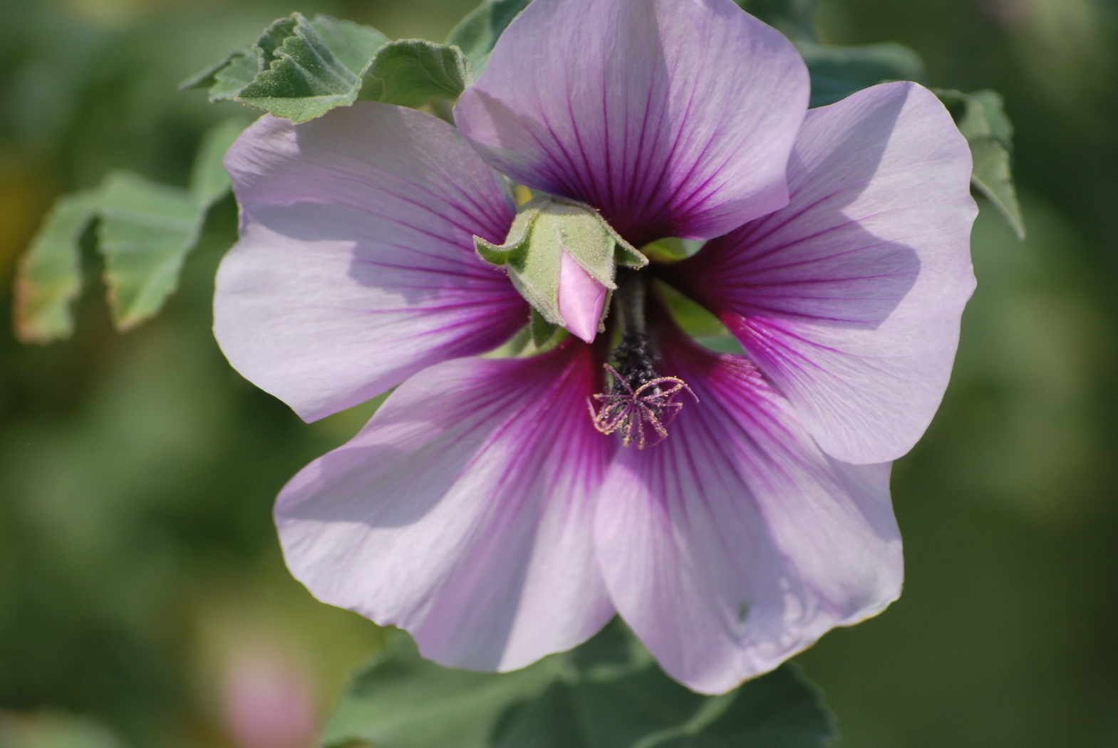 Fonds d'cran Nature Fleurs fleur blanche et mauve