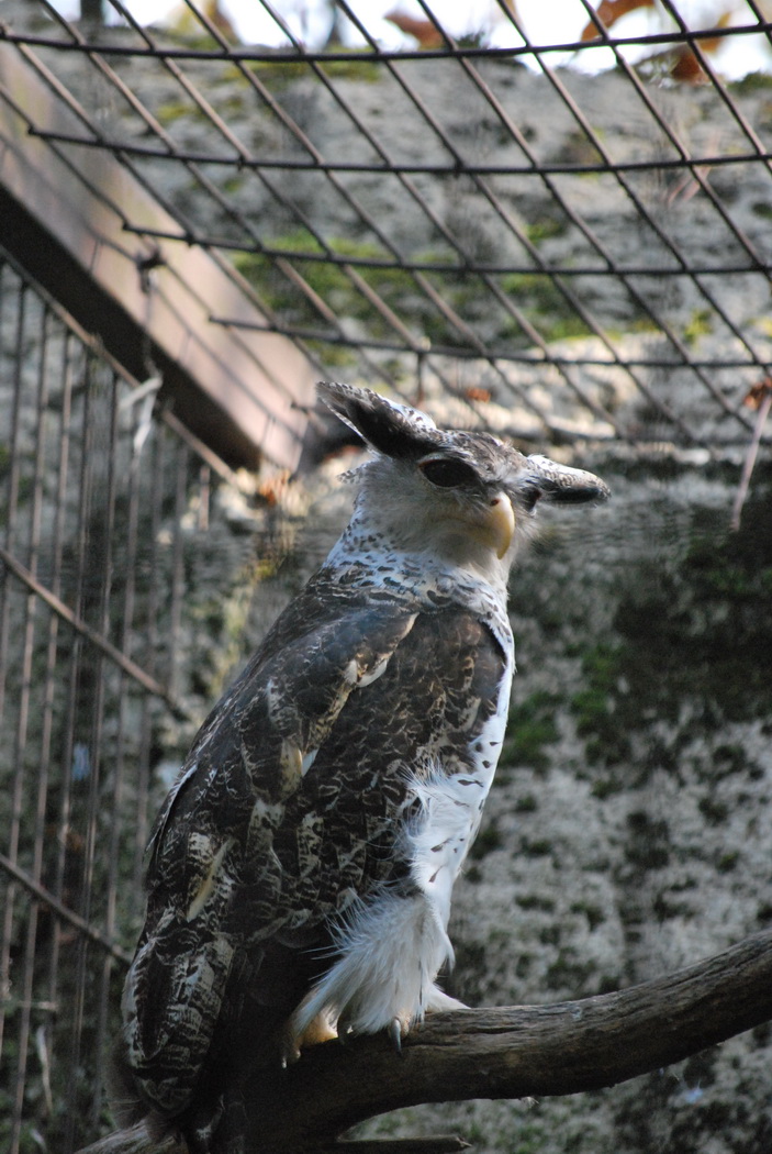 Fonds d'cran Animaux Oiseaux - Hiboux et Chouettes 