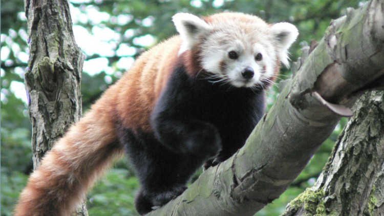 Fonds d'cran Animaux Pandas Panda roux perch sur un arbre