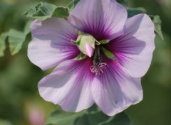 Fonds d'cran Nature fleur blanche et mauve