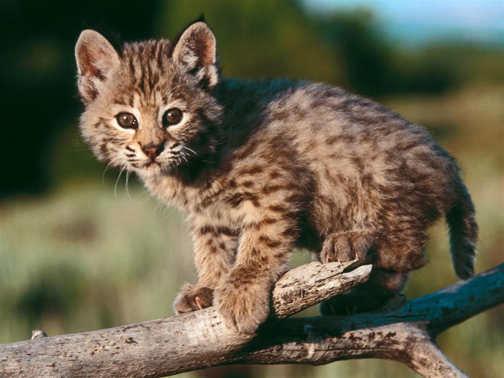 Wallpapers Animals Felines - Lynxs Bb lynx