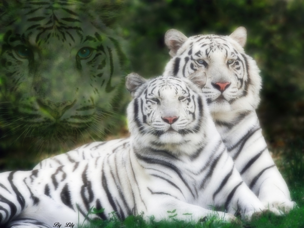 Wallpapers Animals Felines - Tigers Tigres blancs