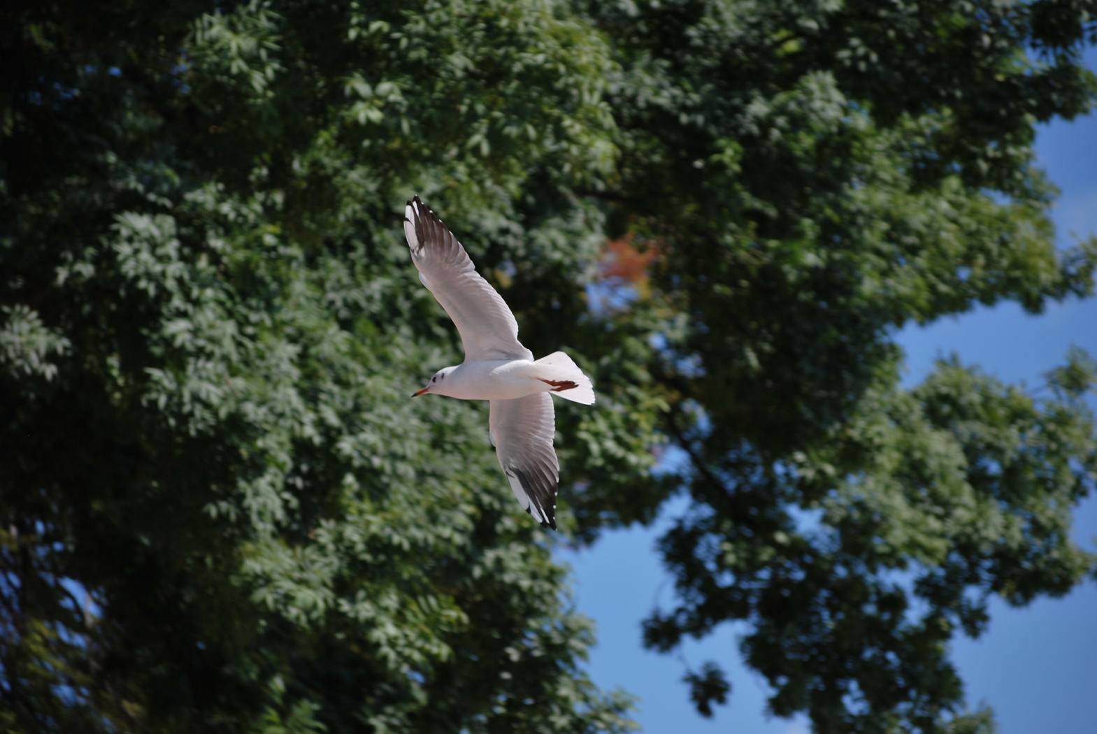 Fonds d'cran Animaux Oiseaux - Mouettes et Golands Mouette en vol