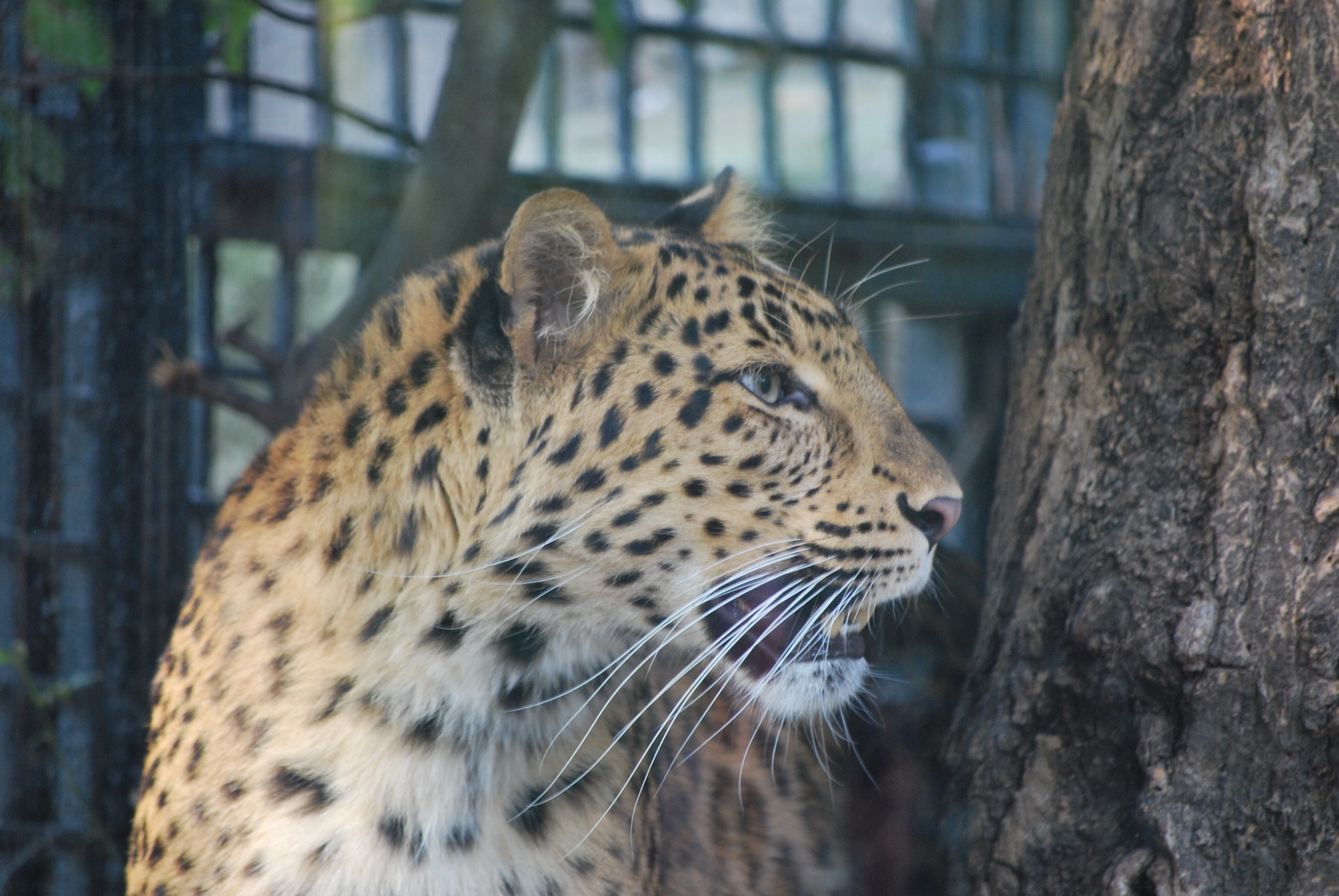 Fonds d'cran Animaux Flins - Panthres nbuleuses Tigre