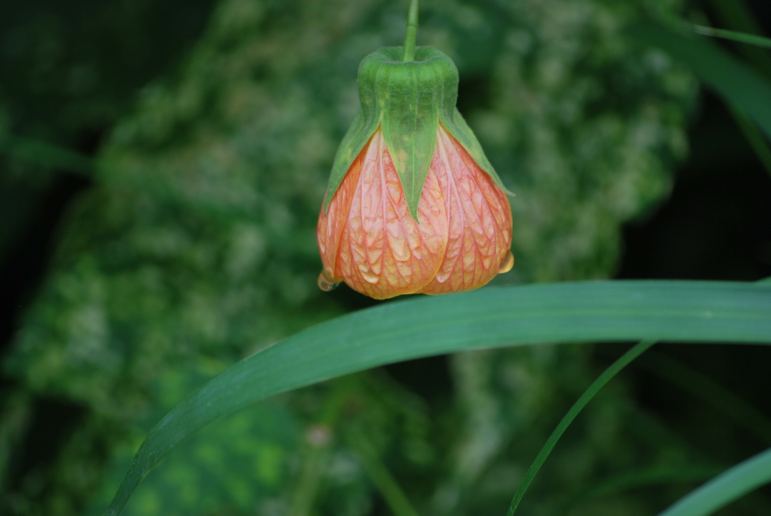 Fonds d'cran Nature Fleurs fleur orange